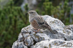 Eine wenig scheue Alpen-Braunelle teilt sich den Buchstein-Gipfel mit dem Autor