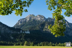 Der mächtige Säuling hinter dem Schloss Neuschwanstein