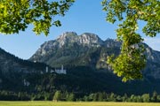 Der mächtige Säuling hinter dem Schloss Neuschwanstein