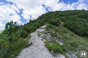 Oberhalb des Sunkensattel schlängelt sich der Steig durch das Latschendickicht