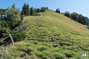 In unmittelbarer Nähe des Nordwestgrates gegen die Wiesenfläche zunehmend steiler empor...