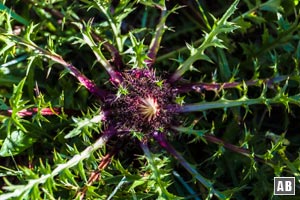 Die beginnende Blütenzeit der Silberdistel kündigt den Spätsommer an