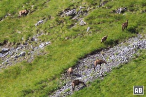 Neben den Steinböcken sind auch viel Gämsen zu sehen