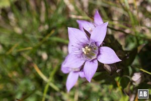 Am Bärenlahnersattel ist so manche botanische Rarität anzutreffen