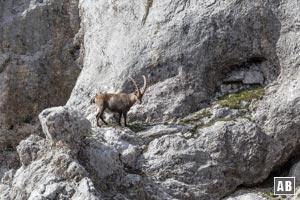 Auch auf dieser Route können mit etwas Glück Steinböcke angetroffen werden