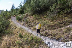 Durch ein Latschenfeld gelangen wir in lichten Wald