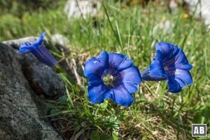 Am Wegesrand zur Hochlandhütte blüht so manche botanische Rarität - stängelloser Kalk-Enzian