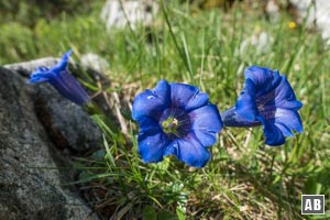 Am Wegesrand zur Hochlandhütte blüht so manche botanische Rarität - stängelloser Kalk-Enzian