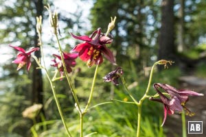Am Wegesrand zur Hochlandhütte blüht so manche botanische Rarität - Schwarzviolette Akelei