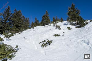 Von der Bergstation des Sommersessellifts steigen wir den steilen, vom Krumholz dominierten Südgrat empor.