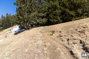 An der Waldgrenze gabelt sich der Weg nach rechts und links. Beide Varianten umgehen die Baumparzelle, vereinen sich oben wieder zu einer gemeinsamen Linie.