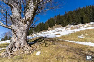 Nach Umgehung der Baumparzelle öffnet sich die Verlängerung des freien Hangs