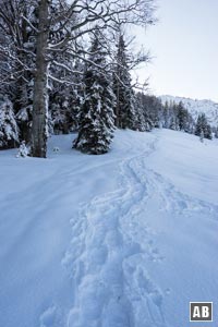 In Linie des Waldrandes gen Süden anschließen