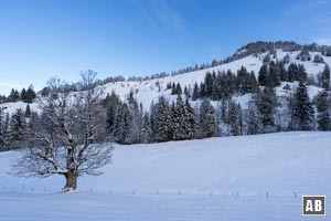 Einblick in unseren Weiterweg jenseits der Königsalm: Den Geländerücken von rechts unten links oben hinauf und über diesen empor zum Schildensteinsattel.