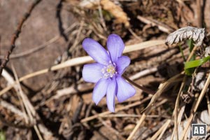 Am Wegrand stehen bereits die ersten Frühlingsblumen in der Blüte