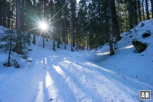 Schneeschuhtour Seekarkreuz: Der Verlauf einer breiten Forststraße gibt zunächst die Richtung zur Rauhalm vor