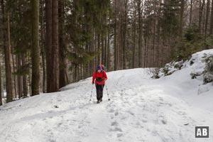 Wir folgen dem breiten Forstweg parallel zum Nordufer des Großen Arbersees