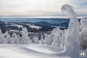 Schnee und stürmischer Wind formen Nadelbäume am Großen Arber zu Arber-Mandl