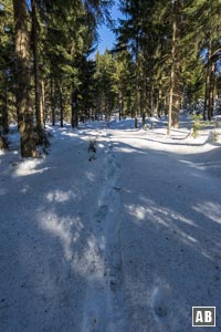 Der Wald-Steig ist bei Schneeauflage nicht einfach zu erkennen... 