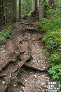 Der schmale Steig kann rutschig sein, führt über zahlreiches Wurzelwerk