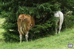 Was gibt es denn in dem Baum zu sehen?