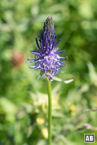 Impressionen von der Blumenwanderung