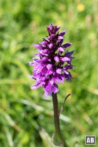 Impressionen von der Blumenwanderung