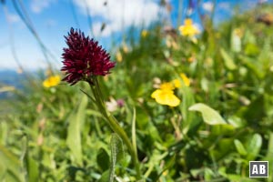 Impressionen von der Blumenwanderung: Das streng geschützte und sehr seltene Kohlröschen steht direkt am Wegesrand