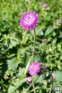 Impressionen von der Blumenwanderung