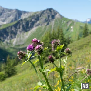 Impressionen von der Blumenwanderung