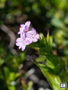 Impressionen von der Blumenwanderung