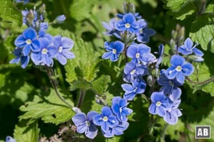 Mitte Juli blühen am Fellhorn unzählige Alpen-Blumen