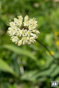 Impressionen von der Blumenwanderung