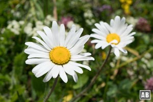 Impressionen von der Blumenwanderung