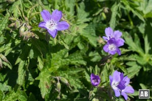 Impressionen von der Blumenwanderung