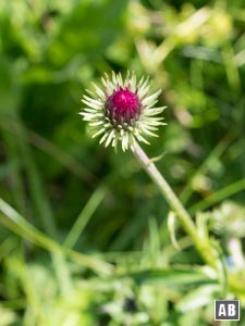 Impressionen von der Blumenwanderung