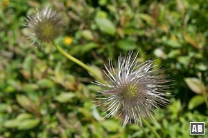 Impressionen von der Blumenwanderung: Alpen-Küchenschelle