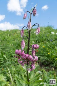 Impressionen von der Blumenwanderung: Türkenbund-Lilie