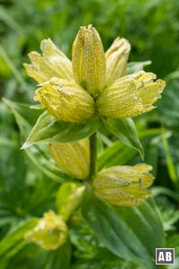 Impressionen von der Blumenwanderung: Tüpfel-Enzian