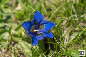 Impressionen von der Blumenwanderung: Stängelloser Enzian