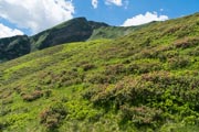 Ein ganzer Hang voller Alpenrosen vor dem Fellhorn