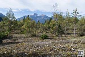 Im Friedergries: Ein eigener Kosmos aus eingeschränktem Bewuchs und wüstenähnlichem Ödland. Im Hintergrund das Daniel-Massiv.