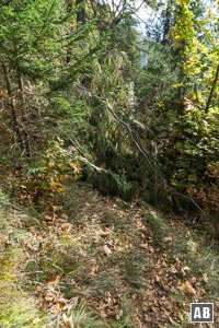 In der Waldpassage oberhalb des Friedergrieses kann sich schon mal (wie hier) ein Baum über die Route legen