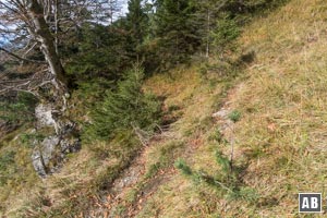 Während einer Traverse gabelt sich die Spur: Der Prinzregentensteig führt geradeaus, tiefer in den Geländegraben