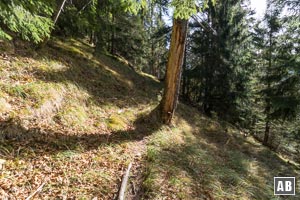 Zur Kurskorrektur ca. 50 m zurück wandern - bis zu diesem abgebrochenen Baumstamm. Rechts davon sind wir zugestiegen, links davon erfolgt der Anschluss.