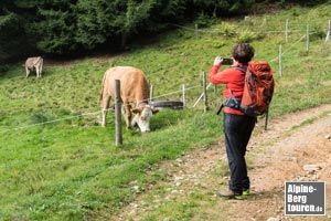 Folglich wird für ein kurzes Stück Weidefläche geschnitten.