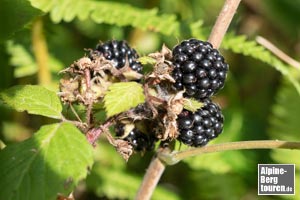 Am Wegrand gbit es einiges zu entdecken - z. B. wilde Brombeeren.