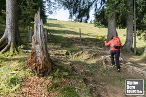 Am Einlass zur Gipfelwiese endet abrupt der breite Wanderweg.