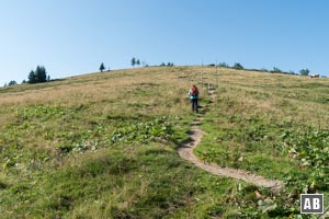 Für den Feuerpalfen wird zunächst die Kuppe des Wartecks erwandert. Auf dessen Rückseite in einer Baumparzelle findet sich...