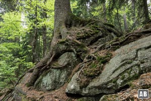 Bizarre Naturformen flankieren unseren Aufstieg.